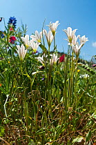 White Gagea (Gagea graeca) in flower, near Spili, Crete, April
