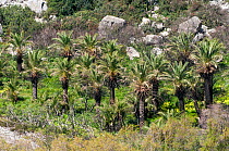Theophrastus' Palm (Phoenix theophrasti) along the river on Palm Beach near Plakias, Crete, April 2011