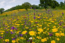 Corn marigolds (Chysanthemum coronarium) and other wild flowers, growing near the military cemetry, Bolsena, Italy, May