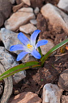 Dwarf glory of the snow (Chionodoxia nana) in flower, White Mountains above Anopoli, Western Crete, April