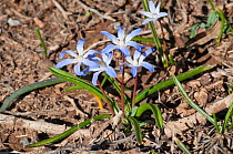 Dwarf glory of the snow (Chionodoxia nana) in flower, White Mountains above Anopoli, Western Crete, April