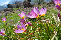 Baker's Tulip (Tulipa bakeri / saxatilis) in flower, Omalos, Crete, April