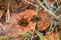 Funnel-web spider (Lycosoides coarctata) with potential prey - a field cricket (Gryllinae) nymph, Gargano, Manfredonia, Puglia, Italy, May