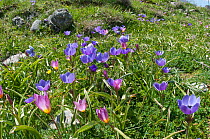 Baker's Tulip (Tulipa bakeri / T. saxatilis) in flower, with purple crown daisies (Anemone coronaria) on the Omalos plateau, White Mountains, Omalos, Crete, April