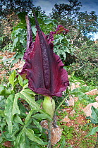 Dragon Arum (Dracunculus vulgaris) which smells of rotting flesh / carrion to attract flies for pollination, Chania, Crete, April