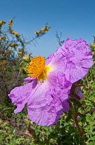 Cretan Cistus (Cistus creticus) flower, Chania, Crete, April