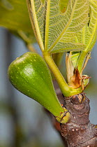 Fig (Ficus carica) developing fruit, Heraklion, Crete, April