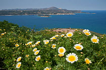 View of Soyda Bay with Crown Daisies, (Chrysanthemum coronarium) Crete, April 2011