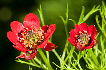 Pheasant's eye (Adonis cretica / microcarpa) in flower, red form, Akrotiri, Chania, Crete, April