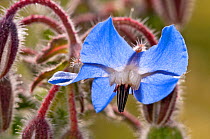 Borage (Borago officinalis) in flower, Akrotiri, Chania, Crete, April