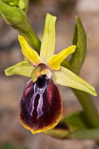Early Spider Orchid (Ophrys sphegodes ssp cretensis)  flower, Festos, Crete, April