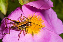 Bush cricket (Decticus albifrons) nymph on Cistus flower, Manfredonia, Gargano, Puglia, Italy, May