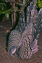 Grey Peacock-pheasant (Polyplectron bicalcaratum) male displaying to female, captive, occurs NE India to Vietnam