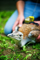 Al Dawes of the Great Bustard Group fitting a radio transmitter to a Great Bustard (Otis tarda) in preparation for release on to Salisbury Plain, Wiltshire, September 2010