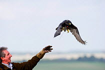 Falconer releasing a Peregrine (Falco pereginus) to hunt partridges at British Falconers International Meet 2010, Lincolnshire, UK, October 2010