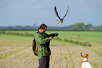 Falconer with Peregrine falcon (Falco peregrinus) and Pointer dog at 2010 British Falconers Club International Meet, Lincolnshire, UK, October 2010
