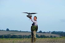 Falconer with Peregrine Falcon (Falco peregrinus) at British Falconers Club International meet Lincolnshire, October 2010