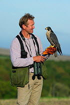 Falconer with Peregrine Falcon (Falco peregrinus) at British Falconers Club International meet Lincolnshire, October 2010
