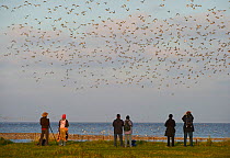 Birdwatchers watching Knots (Calidris canuta) and other waders over the Wash at Snettisham RSPB Reserve, Norfolk, October 2010