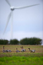 Pink-footed Geese (Anser brachyrhynchus) with wind turbine in background, near Horsey, Norfolk, October