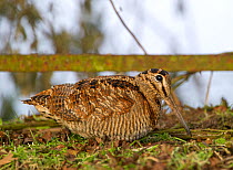 Woodcock (Scolopax ruticola) Norfolk, December