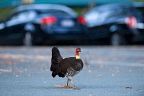 Australian Brush Turkey (Alectura lathami) striding across car park in Noosa, Queensland, Australia