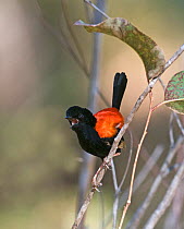 Red-backed Fairywren (Malurus melanocephalus) singing, Queensland, Australia, November