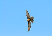 Brown Falcon (Falco berigora) in flight, Queensland, Australia, October