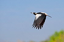 Australian Magpie (Gymnorhina tibicen) in flight, Queensland, Australia