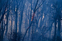 Aftermath of a bush fire near Charter Towers, Queensland, Australia