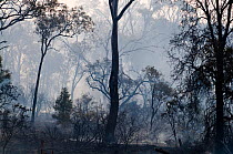 Aftermath of a bush fire near Charter Towers Queensland, Australia