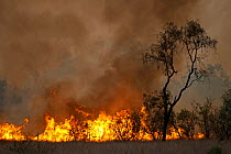 Bush fire near Charter Towers, Queensland, Australia