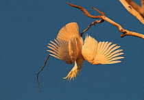 Sulphur-crested Cockatoo (Cacatua galerita) hanging upside down from branch, Miles, Queensland, Australia