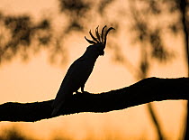 Sulphur-crested Cockatoo (Cacatua galerita) silhouetted in early morning, Miles, Queensland, Australia