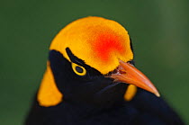 Regent Bowerbird (Sericulus chrysocephalus) male, O'Reilly's, Lamington NP, Queensland, Australia