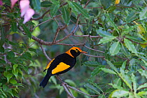 Regent Bowerbird (Sericulus chrysocephalus) male, Lamington NP, Queensland, Australia