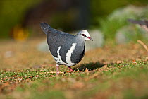 Wonga Pigeon (Leucosarcia melanoleuca) Lamington NP, Queensland, Australia