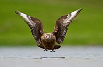 Great Skua (Stercorarius skua) in flight low over water, Fetlar, Shetland, June