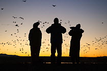 Birders watching dawn flight of Snow Geese (Chen caerulescens) at Bosque del Apache, New Mexico, USA, November 2009
