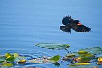 Red-winged Blackbird (Agelaius phoeniceus) in flight over water, Florida Everglades, USA
