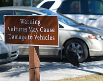 Warning sign against damage by American Black Vultures which pull rubber seals from cars, in Anhinga Trail car park, with Black vulture (Coragyps atratus) in the background, Florida Everglades Nationa...