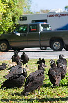 American Black Vulture (Coragyps atratus) in car park at Anhinga Trail, Florida