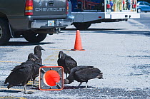 American Black Vultures (Coragyps atratus) trying pull a traffic bollard apart in car park at Anhinga Trail, Florida