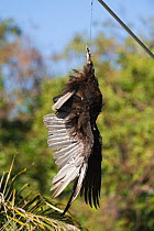 Turkey Vulture (Cathartes aura) carcass strung up in car park at Anhinga Trail in Florida Everglades National Park to discourage Black Vultures from stripping rubber from parked cars, Florida, USA