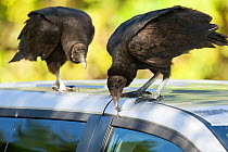 American Black Vulture (Coragyps atratus) pulling at rubber window seal on parked car at Anhinga Trail, Florida, USA