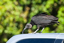 American Black Vulture (Coragyps atratus) pulling at rubber seal on parked car at Anhinga Trail, Florida, USA
