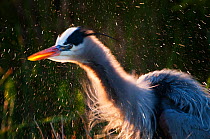 Great Blue Heron (Ardea herodias) shaking water off feathers, Florida Everglades