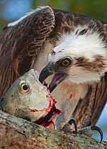 Osprey (Pandion haliaetus) eating fish Florida Everglades, USA