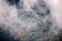 Cloud Forest at Savegre. Costa Rica