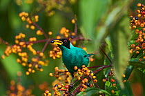 (Green Honeycreeper (Chlorophanes spiza) male feeding on berries, La Selva, Costa Rica